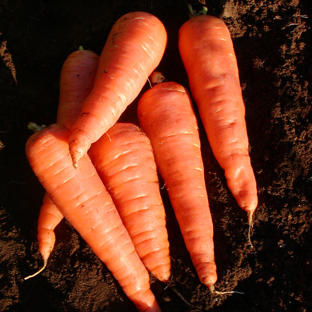 Carotte Red Cored Chantenay. Carottes orange courtes et épaisses disposées ensemble. Le cadrage permet de voir les formes, les couleurs et les détails du sujet représenté. Les contours se détachent du fond de l’image, avec des différences de teinte et de texture visibles sur les surfaces. Cette vue accompagne la présentation du produit dans la boutique.