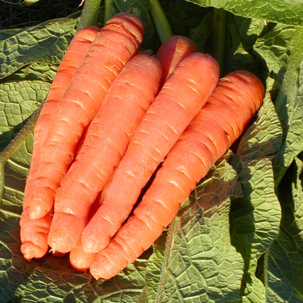 Organic 'Scarlet Nantes' carrot