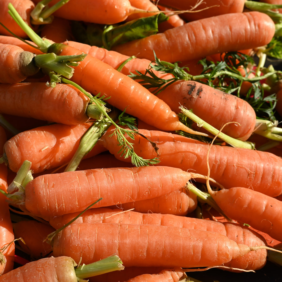 Carrot Touchon Deluxe 