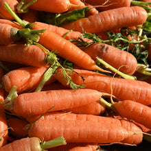 Carrot Touchon Deluxe 