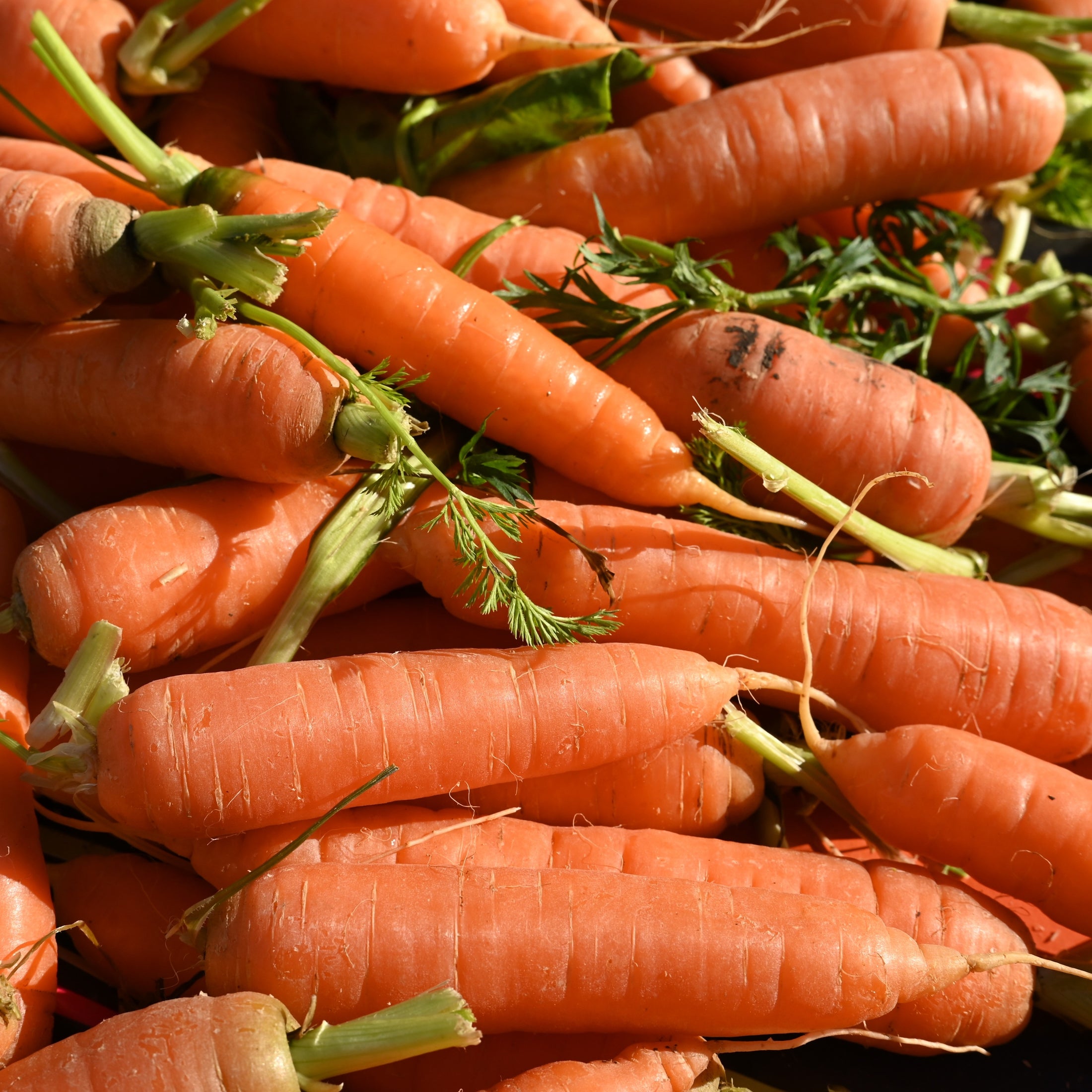 Carrot Touchon Deluxe 