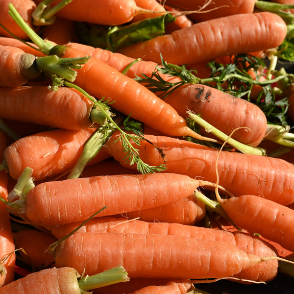 Carrot Touchon Deluxe 