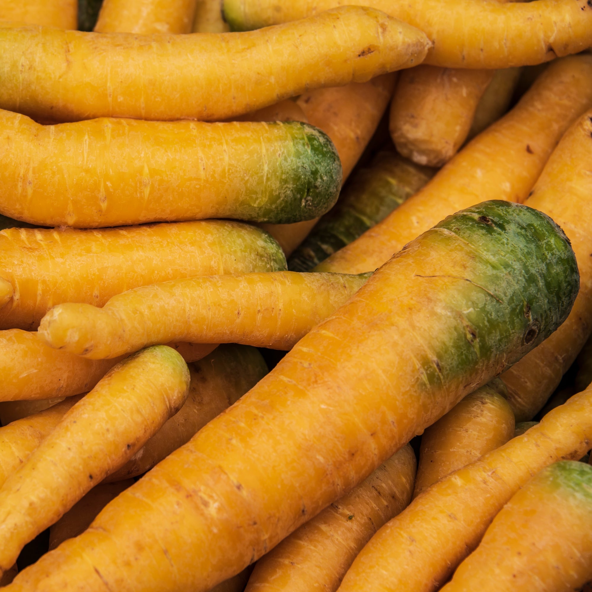 Organic yellow ‘Yellowstone’ carrot (<em>Daucus carota</em> subsp. <em>sativus</em>)