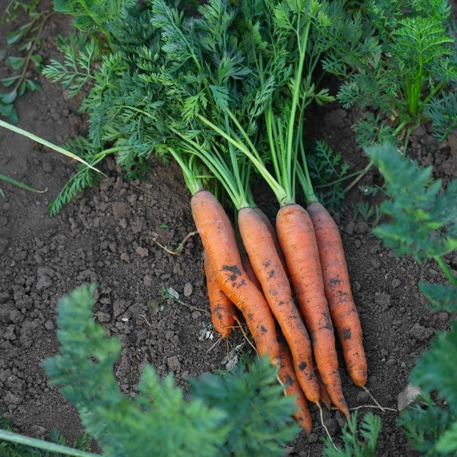 Photo de Carotte 'Cellobunch' F1. La couleur caractéristique est : orange. Les racines présentent cette forme : cylindrique. Le visuel permet d'observer les contours, les teintes et la disposition des éléments présentés. Les détails de forme et les contrastes donnent un aperçu de l'apparence de cette plante ou de sa récolte.