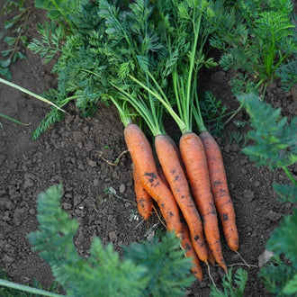 Carotte 'Cellobunch' F1. La carotte 'Cellobunch F1' est une variété de type Imperator qui produit des racines longues, uniformes et de bon calibre. Avec un petit cœur très foncé et une belle couleur orange, ces carottes sont idéales pour une consommation fraîche ou pour l'entreposage hivernal. Leur texture croquante et leur rendement élevé en font un choix apprécié par les jardiniers et les amateurs de carottes de qualité.