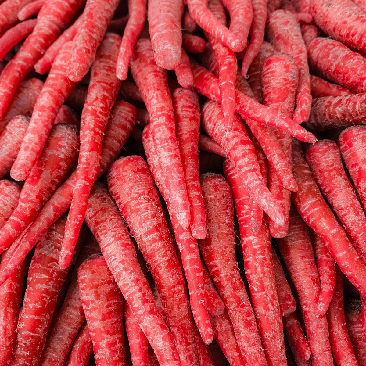Photo de Carotte rouge 'Malbec' F1. La couleur caractéristique est : rouge. Le visuel permet d'observer les contours, les teintes et la disposition des éléments présentés. Les détails de forme et les contrastes donnent un aperçu de l'apparence de cette plante ou de sa récolte. Cette photographie accompagne la variété nommée afin de l'identifier dans la sélection de semences.