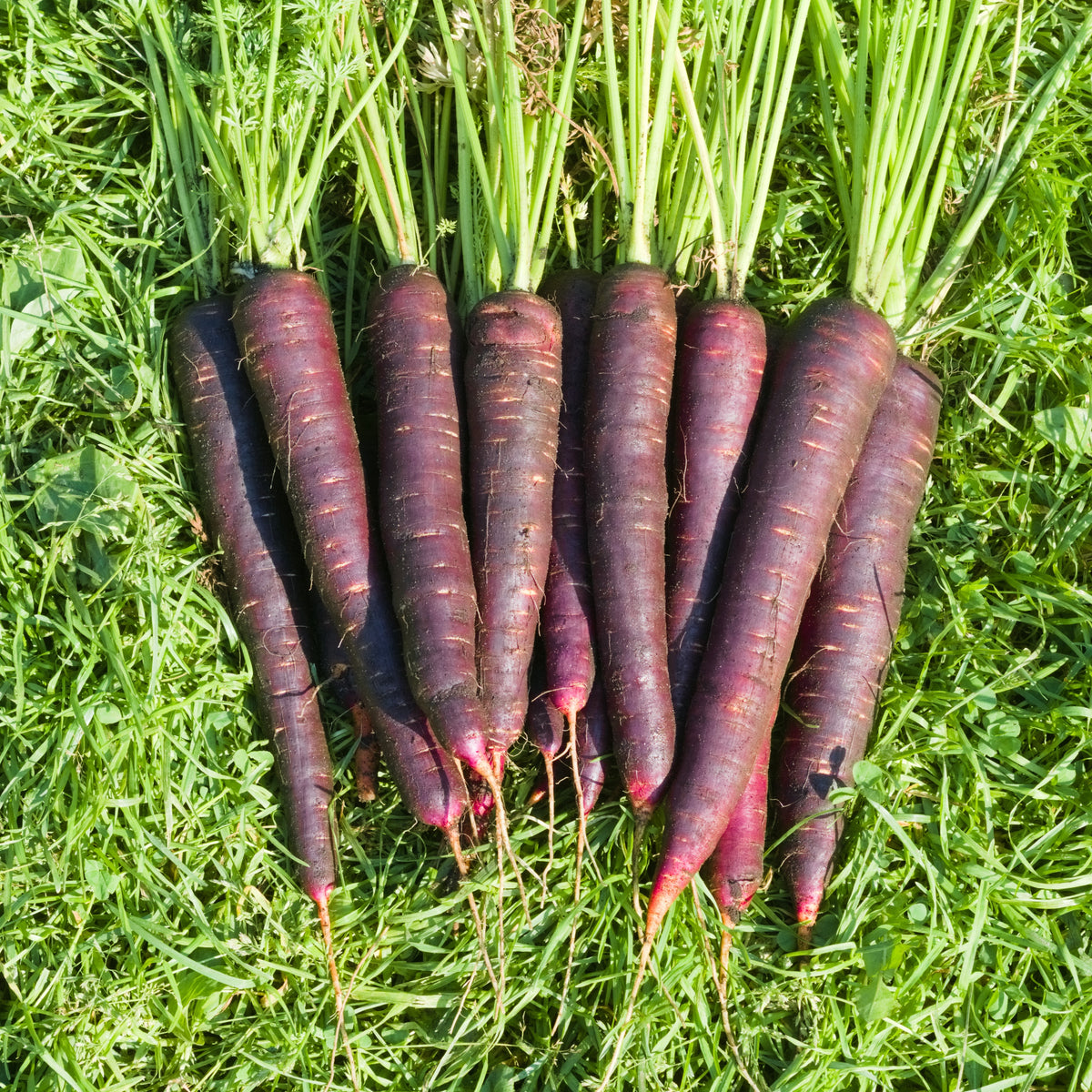 Vue en plongée d’environ dix longues carottes ‘Lila Lu’ alignées côte à côte sur une pelouse verte en plein soleil. Les racines sont cylindriques à légèrement effilées, avec une peau violet très foncé nuancée de pourpre et quelques fines marques horizontales. Leurs pointes étroites et radicelles restent visibles. Les fanes abondantes, composées de pétioles vert clair et de feuilles finement découpées, forment un large bandeau au-dessus des racines.