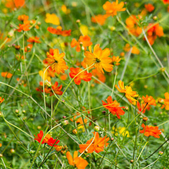 De petites fleurs orange et jaunes se répartissent sur des tiges vertes fines et ramifiées. Les centres aux tons chauds ressortent au milieu des corolles ouvertes. Un feuillage léger passe entre les fleurs et les branches. Le fond végétal reste vert, avec des parties plus sombres qui soulignent les petites formes colorées dispersées dans l’image.