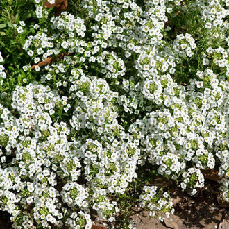 Une multitude de petites fleurs blanches forme une couverture serrée au-dessus de feuilles et de tiges vertes. Les minuscules centres plus foncés ponctuent les corolles claires. Les groupes de fleurs se rejoignent et se superposent presque partout dans le cadre. Quelques espaces laissent voir une terre brune au bas, près des branches qui dépassent de cette masse blanche.