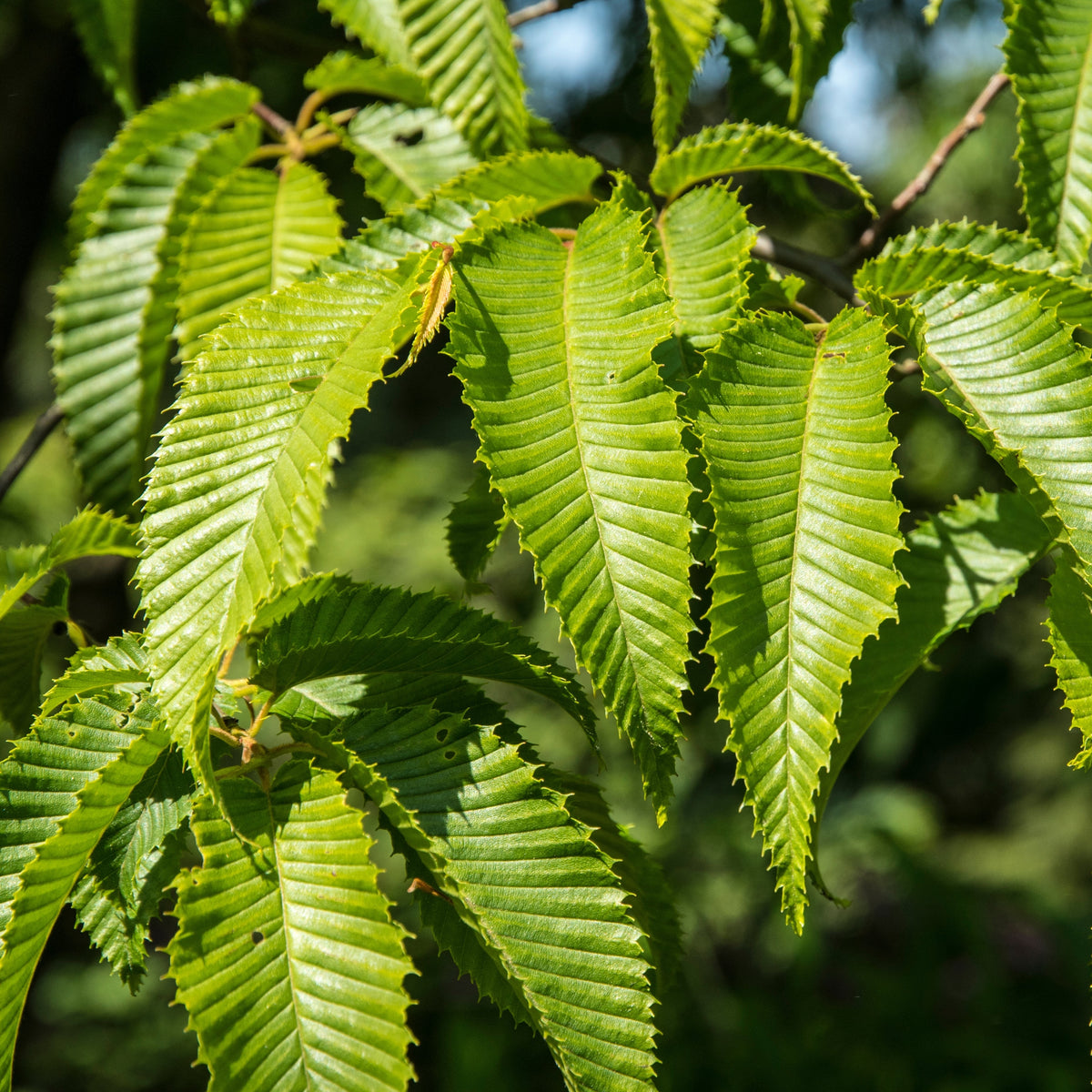 Hornbeam