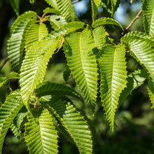 Hornbeam