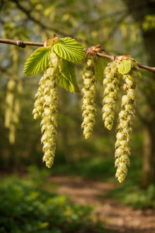 Carpinus betulus 'Fastigiata'