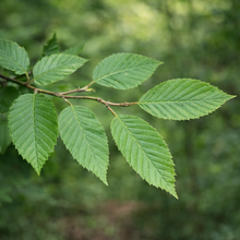 Carpinus betulus 'Fastigiata'