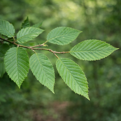 Carpinus betulus 'Fastigiata'