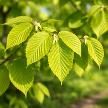 Carpinus betulus 'Frans Fontaine'