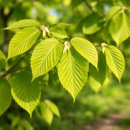 Carpinus betulus 'Frans Fontaine'