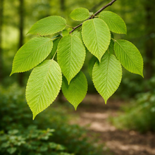 Carpinus caroliniana