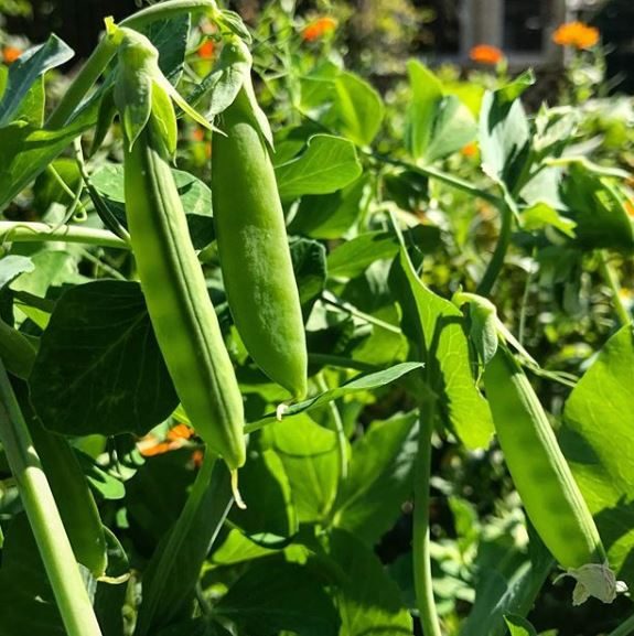 Organic 'Cascadia Snap' peas