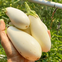 Aubergine longue 'Casper White' bio