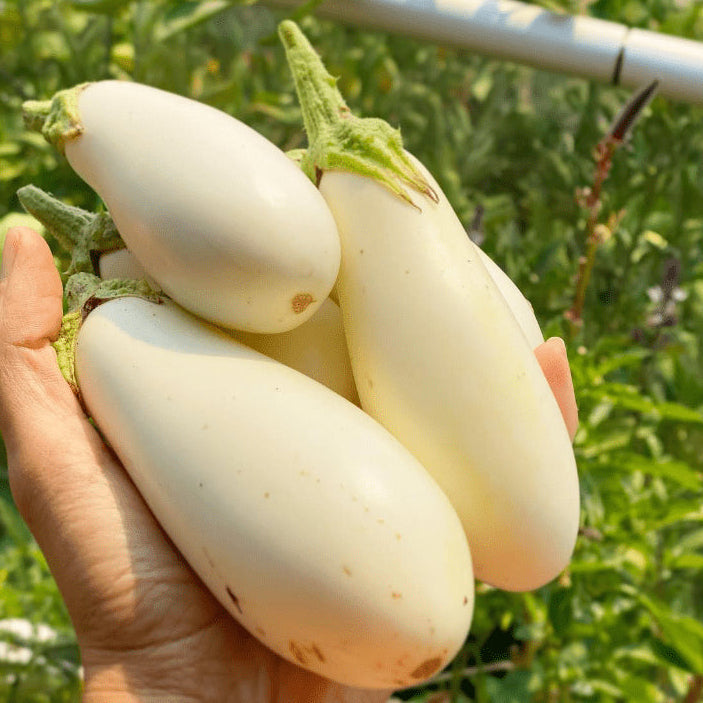 Aubergine longue 'Casper White' bio