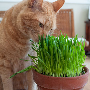 Catnip