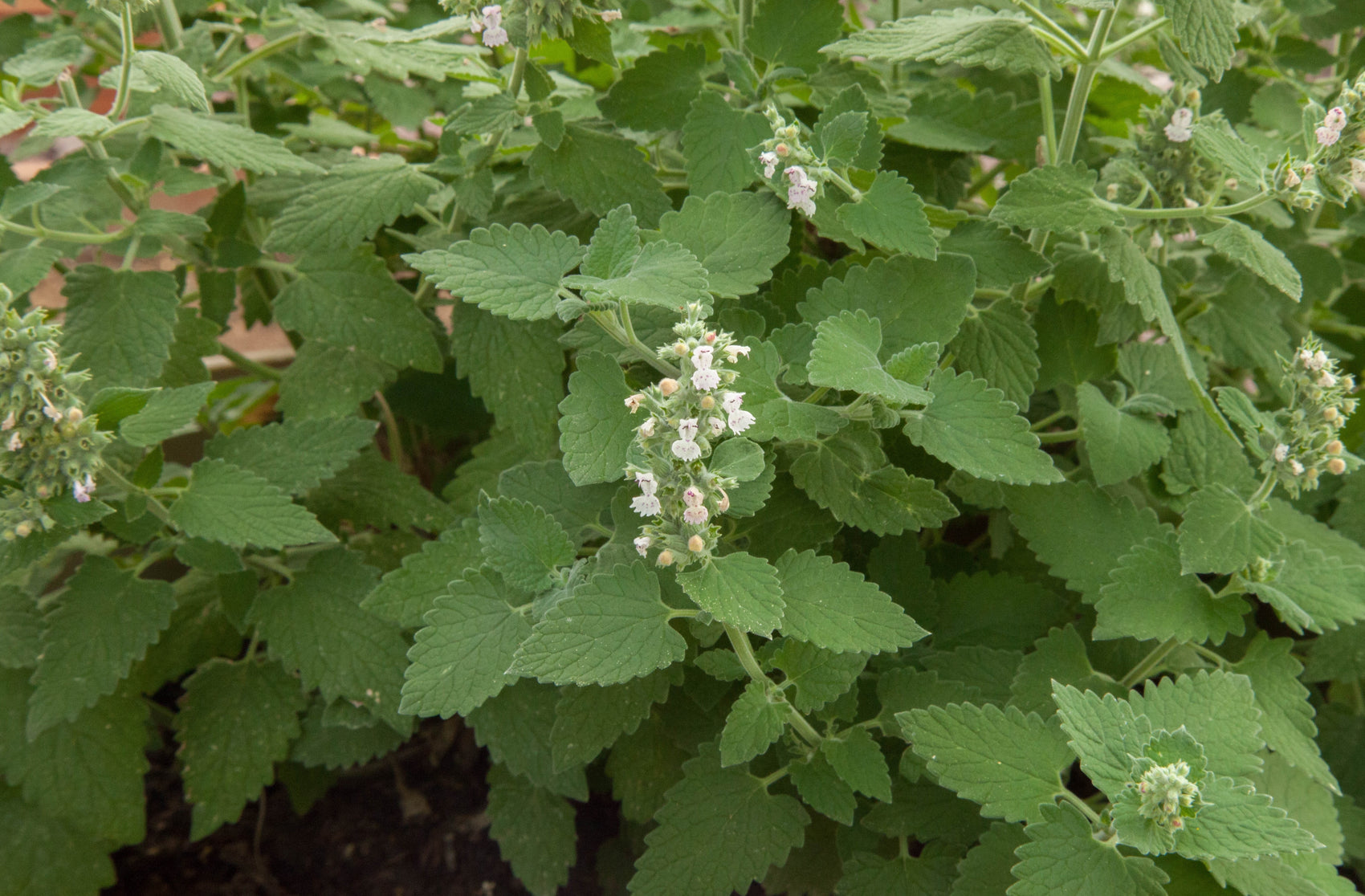 Catnip
