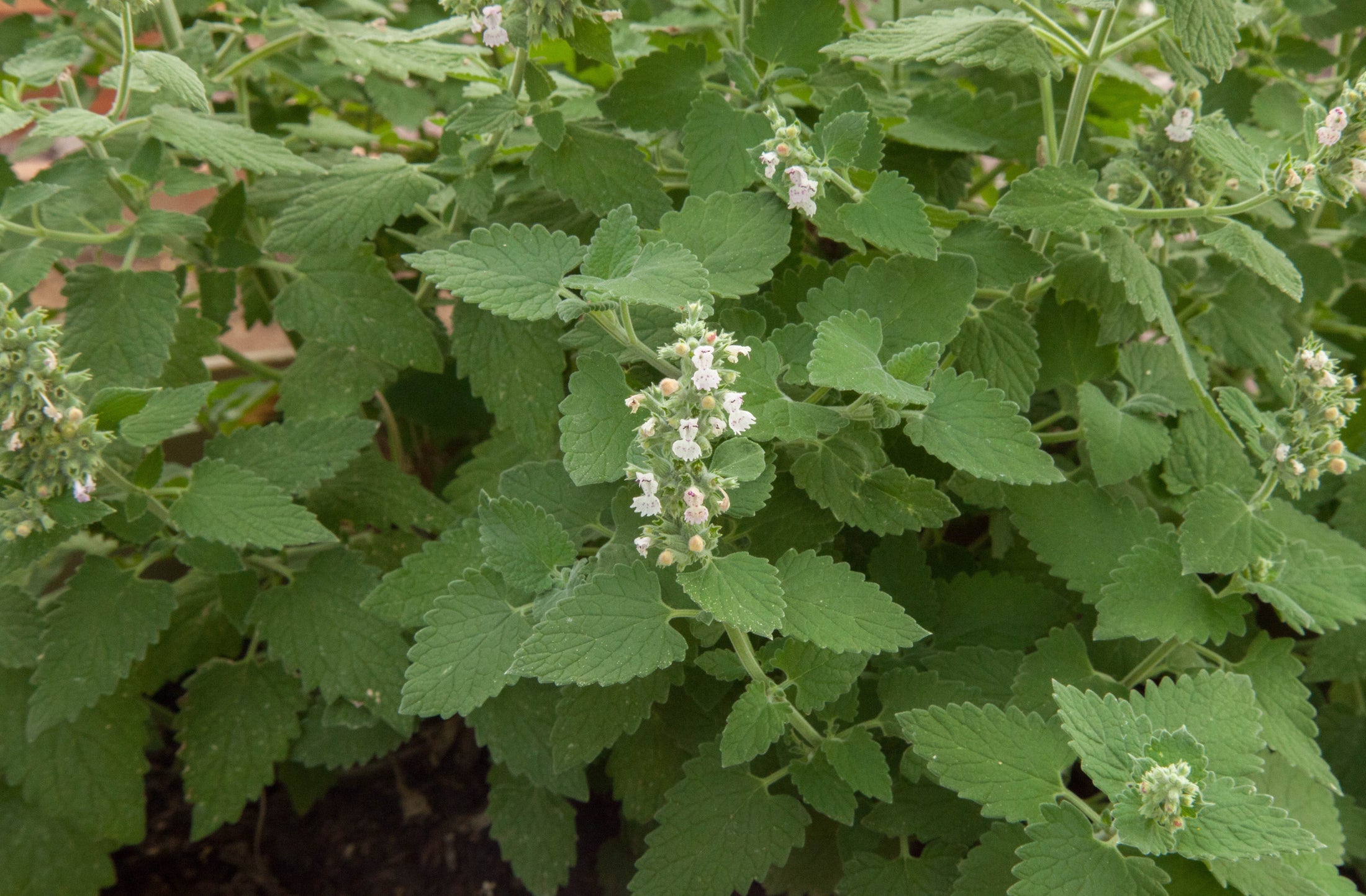 Catnip