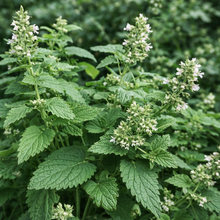Catnip