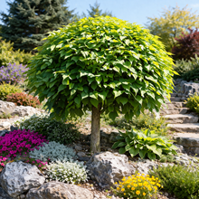 Catalpa bignonioides 'Nana'