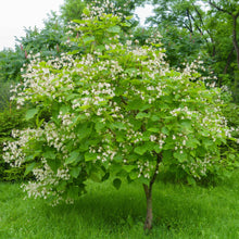 Catalpa bignonioides 'Nana'
