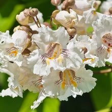 Catalpa bignonioides 'Nana'