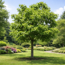 Catalpa speciosa