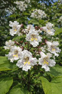Catalpa speciosa