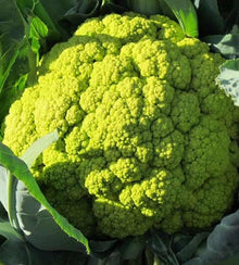 Semences Chou-fleur vert 'Macerata' (Brassica oleracea var. botrytis)