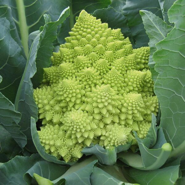 Semences Chou-fleur Romanesco (Brassica oleracea var. botrytis)