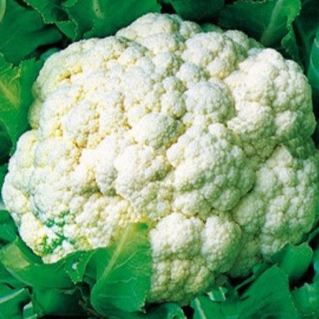 White cauliflower 'Snowball'