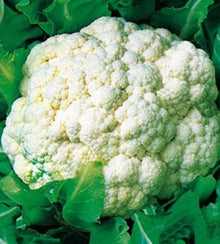 Semences Chou-fleur 'Early Snowball' (Brassica oleracea var. botrytis)