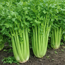 Céleri 'Giant Pascal'
