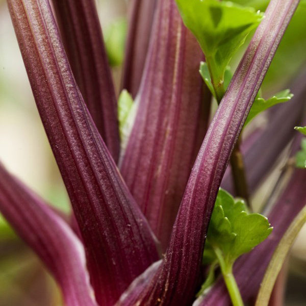 Organic 'Redventure' Celery