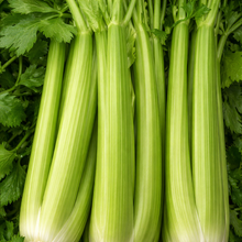 Organic 'Ventura Utah' Celery