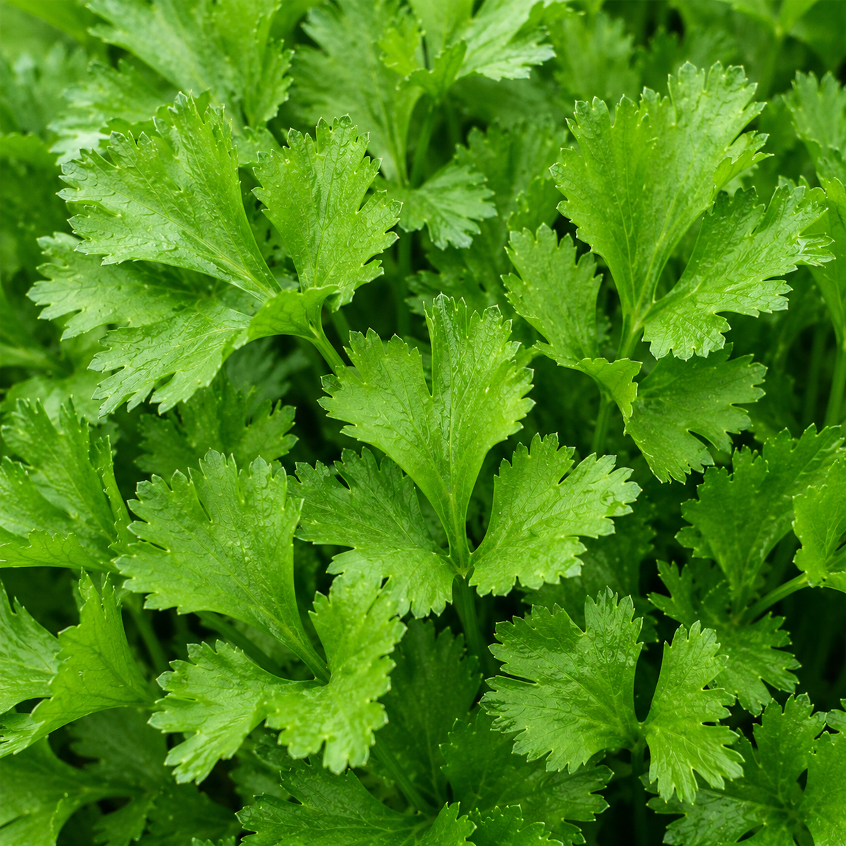 Cutting celery
