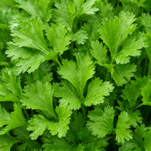Cutting celery