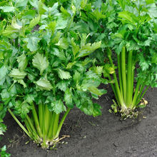 Tango Celery