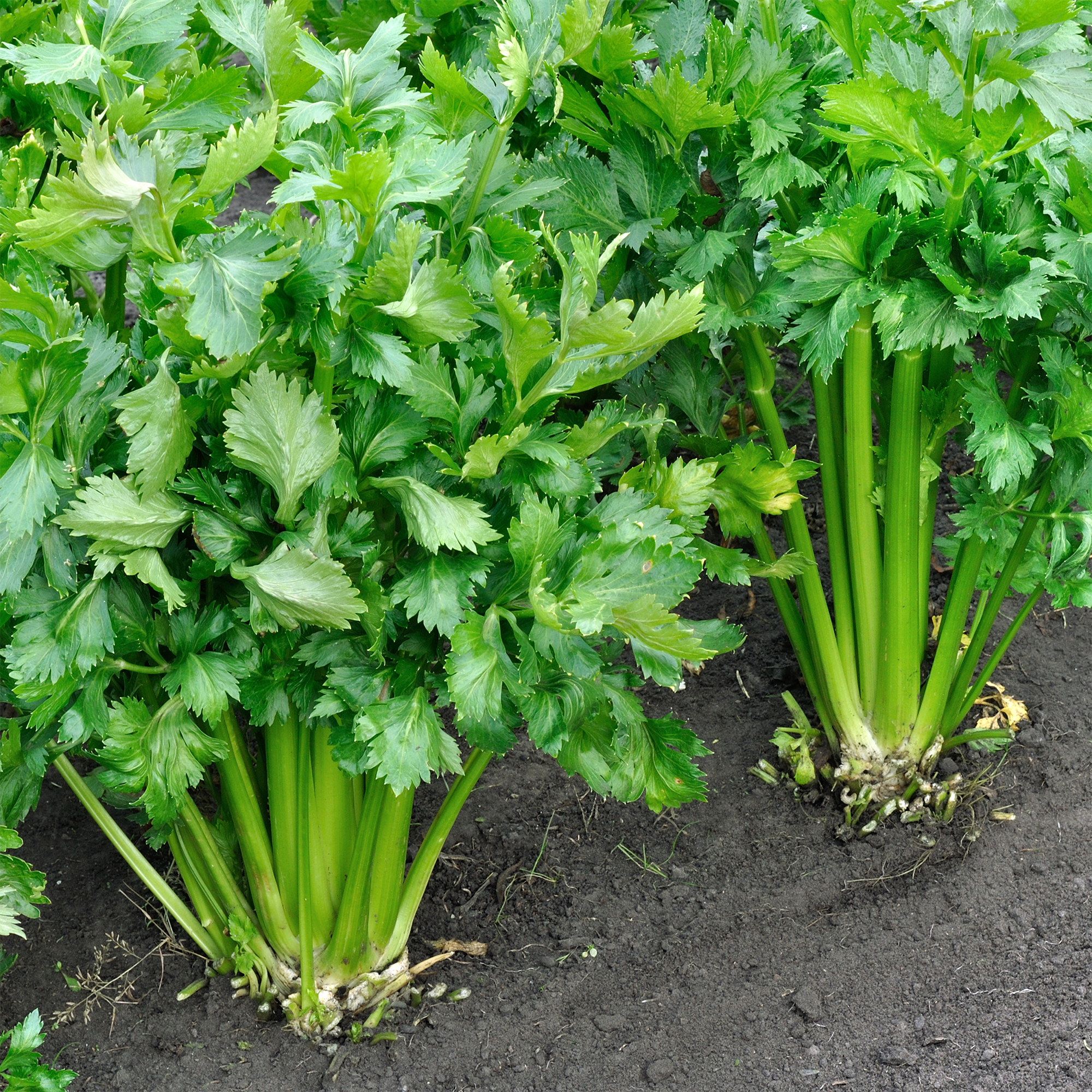 Tango Celery