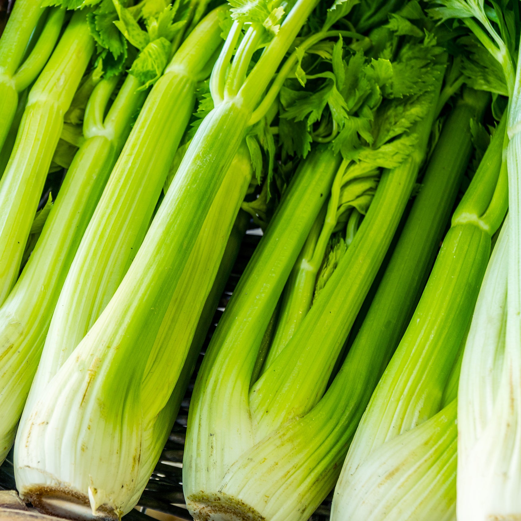 Organic celery 'Tango'