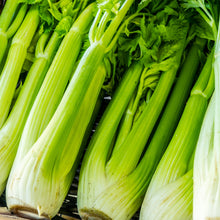Organic celery 'Tango'