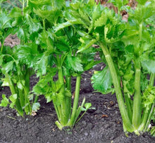 Semences Céleri 'Lepage' (Apium graveolens)