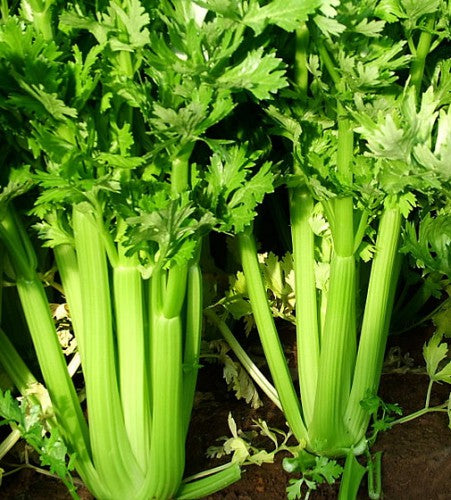 Semences Céleri 'Utah 52-70' (Apium graveolens)