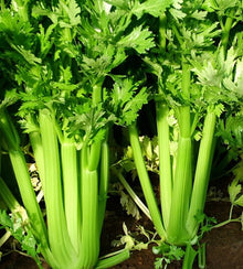 Semences Céleri 'Utah 52-70' (Apium graveolens)