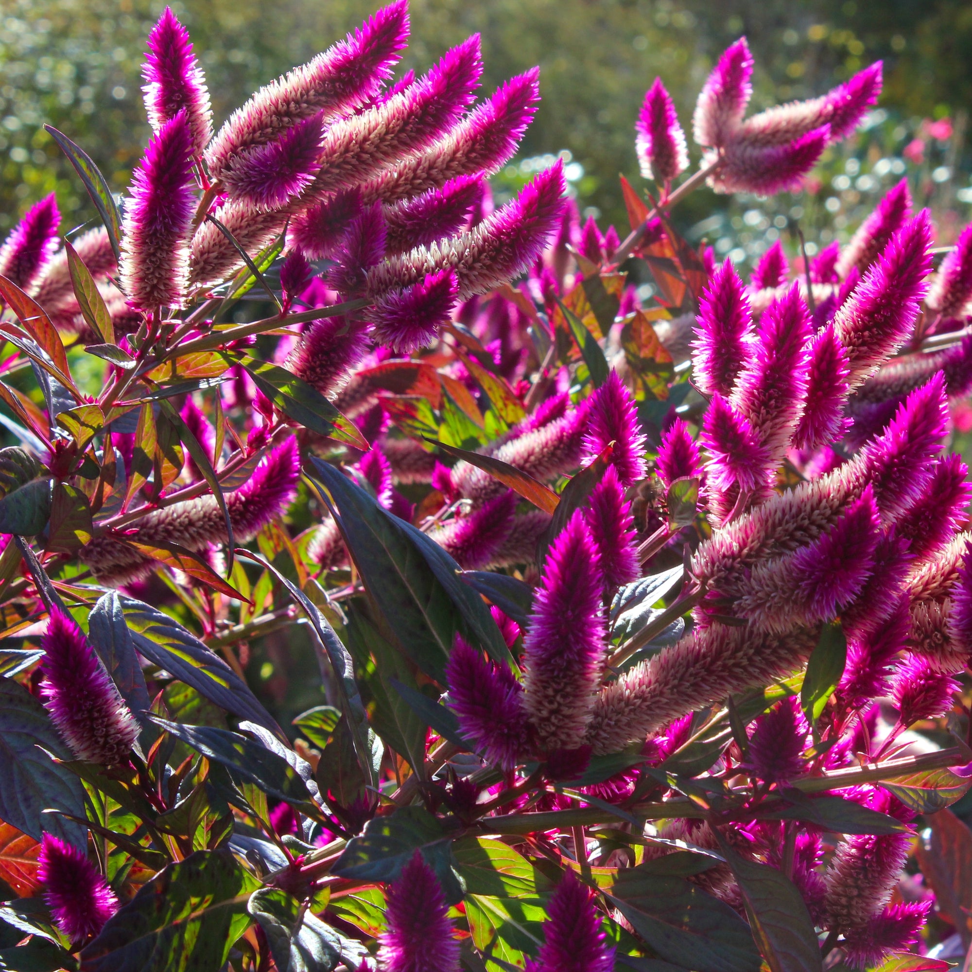Photo de Célosie ‘Asian Garden’. Ses fleurs rose vif ornent des tiges robustes et bien ramifiées, ajoutant une touche éclatante aux contenants et plates-bandes. La couleur caractéristique est : rose. Le visuel permet d’observer les contours, les teintes et la disposition des éléments présentés. Les détails de forme et les contrastes donnent un aperçu de l’apparence de cette plante ou de sa récolte.